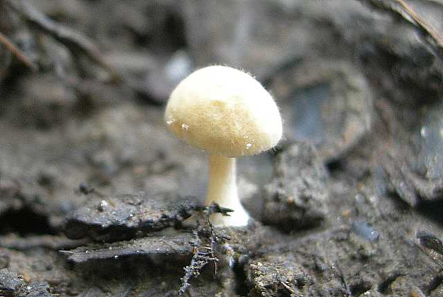 Una strana entita'' (Conocybe sp.)